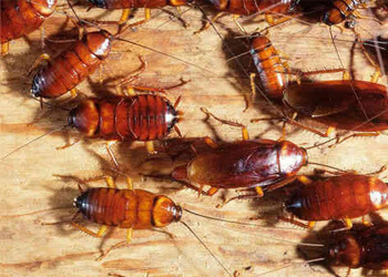 Cockroaches Pest Control Rajkot
