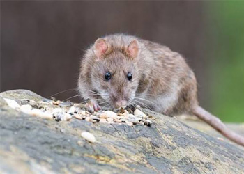 rat control servises, Pest Control Rates, Rates Of Pest Control