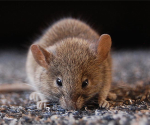 Rodent Pest Control Services Surat
