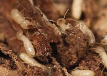 Termite Tubes Treatment