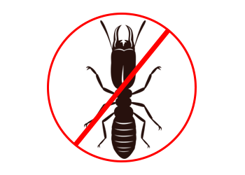 Termite Pest Control In India